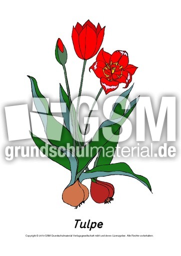 Frühlingsblüher-Tafelkarten-Tulpe.pdf